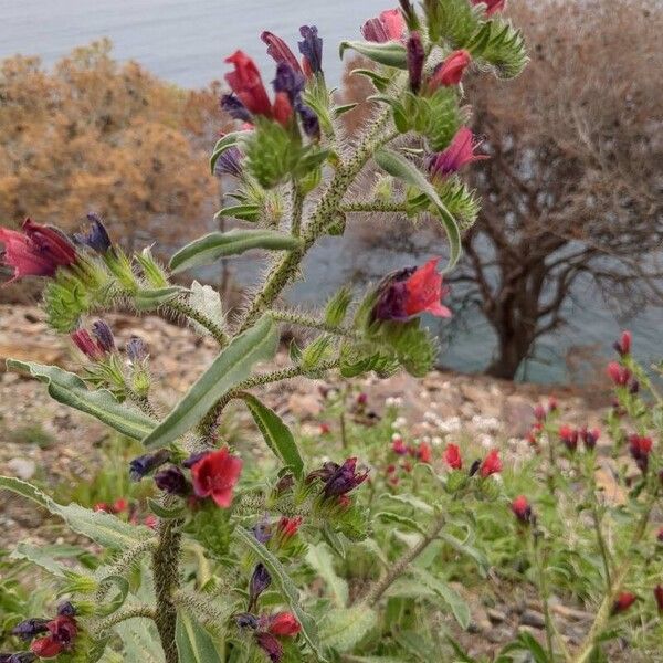 Echium creticum Květ