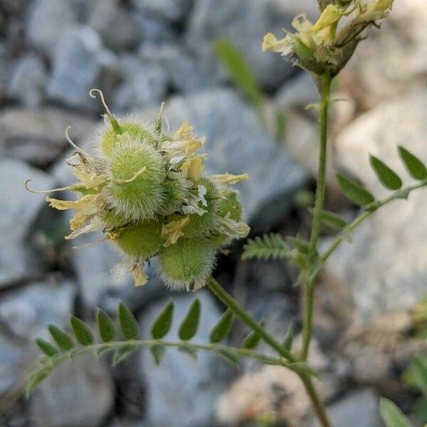 Astragalus cicer ফল