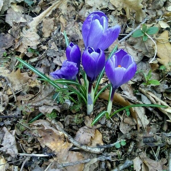 Crocus vernus Kvet