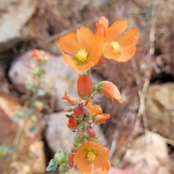 Sphaeralcea ambigua Blomst