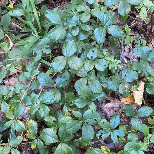 Rubus hispidus পাতা