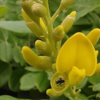 Sophora tomentosa Bloem