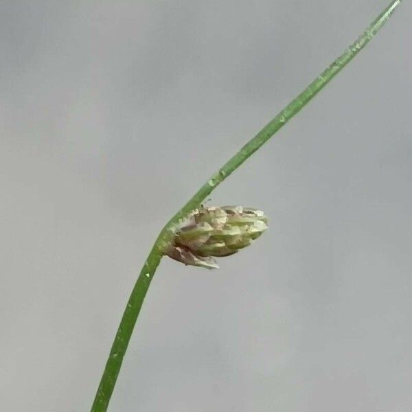 Isolepis setacea 花