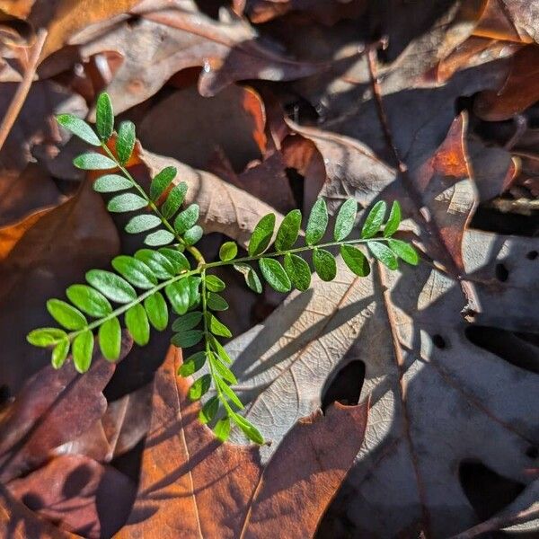 Gleditsia aquatica Hoja