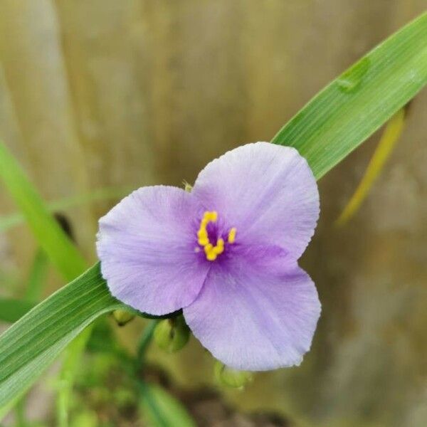 Tradescantia virginiana Flower