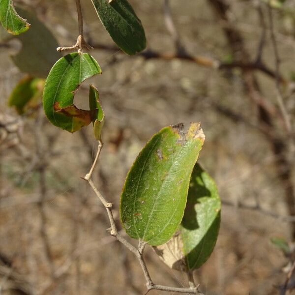 Ziziphus mauritiana Leaf