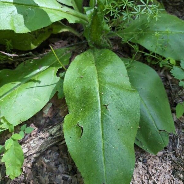 Andersonglossum virginianum Fuelha