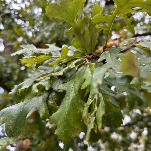 Quercus macrocarpa Yaprak