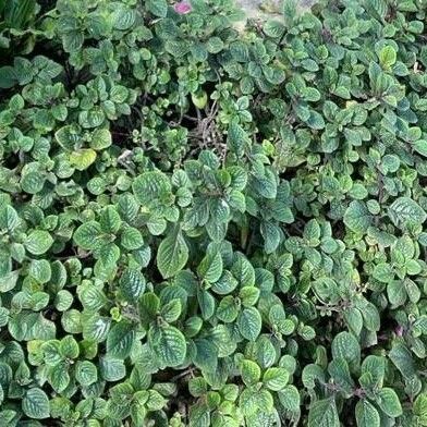 Plectranthus purpuratus Fuelha