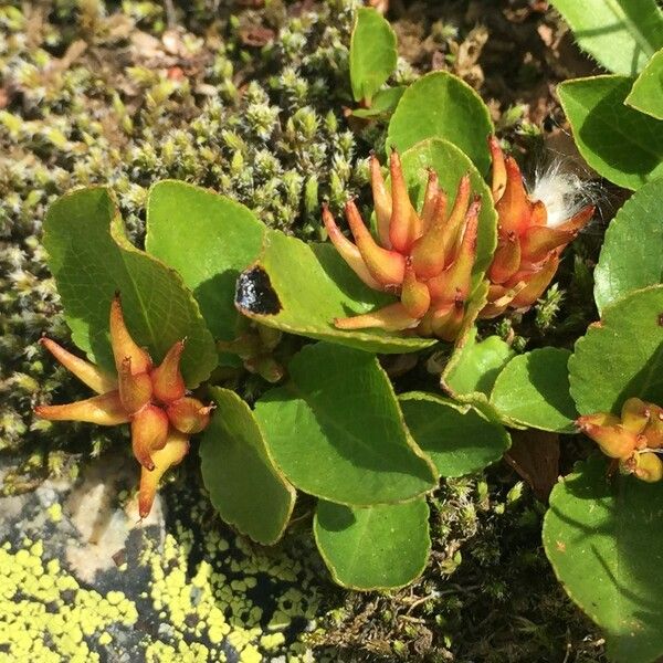 Salix herbacea Habit