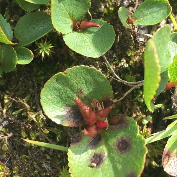 Salix herbacea Other