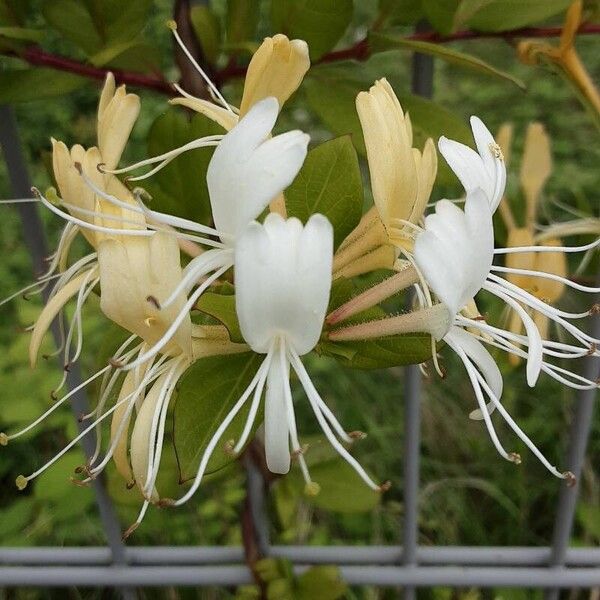 Lonicera japonica Flower