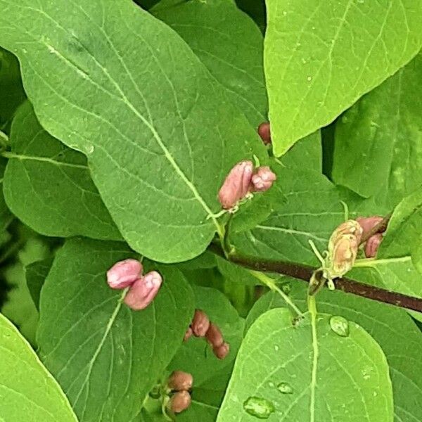 Lonicera tatarica 花