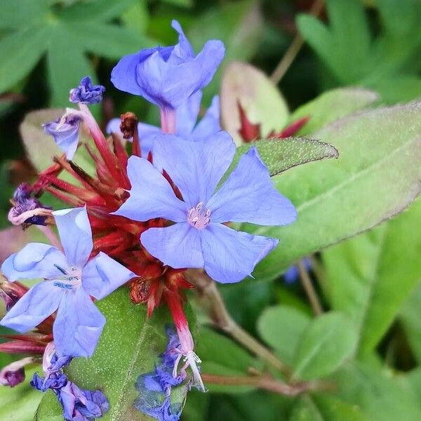 Ceratostigma plumbaginoides Цвят