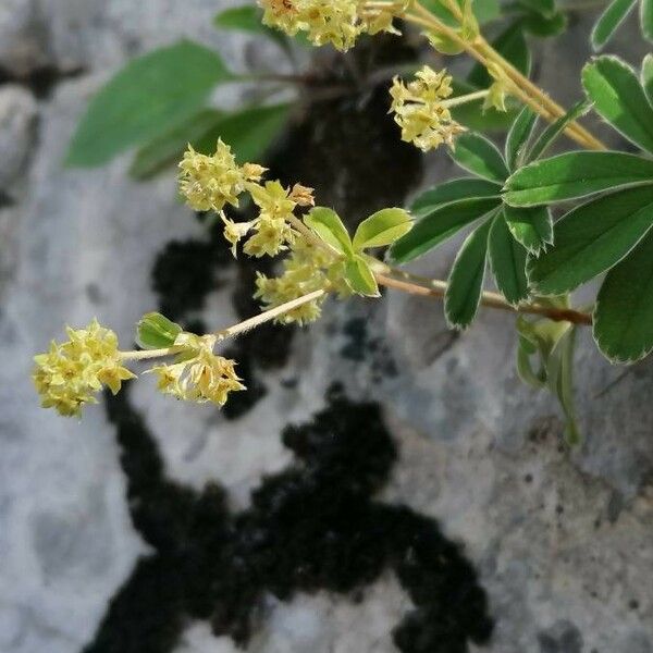 Alchemilla alpina Floro