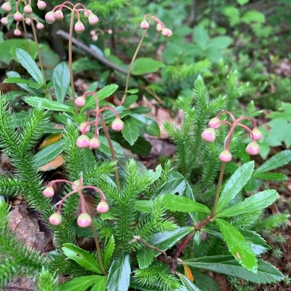 Chimaphila umbellata Fruitua