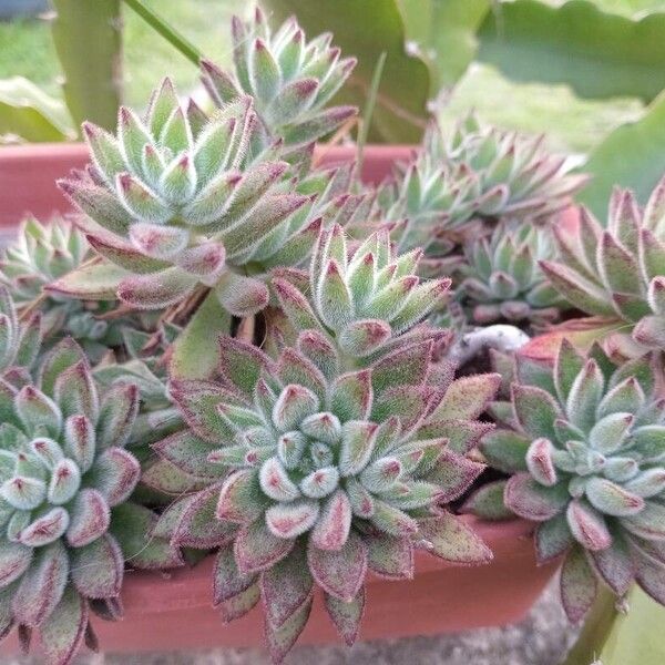 Echeveria pulvinata List