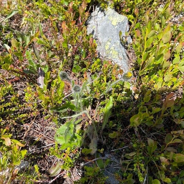 Hieracium alpinum Kvet