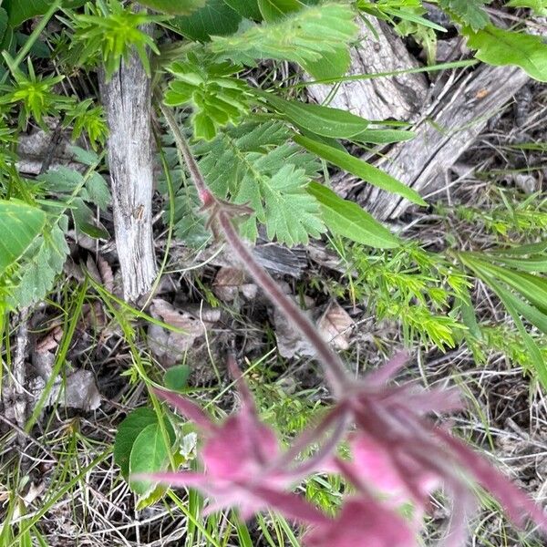 Geum triflorum Kůra