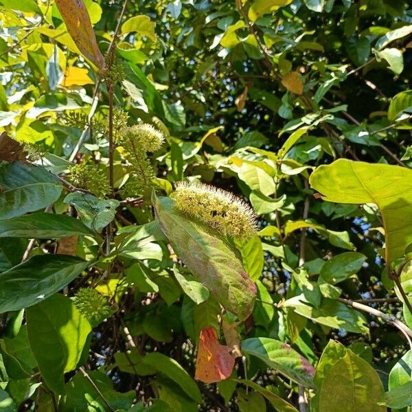 Combretum latifolium Flor