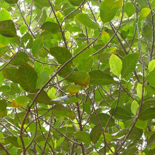 Artocarpus heterophyllus Φύλλο