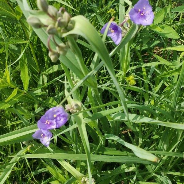 Tradescantia occidentalis Fiore