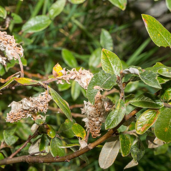 Salix helvetica Frucht