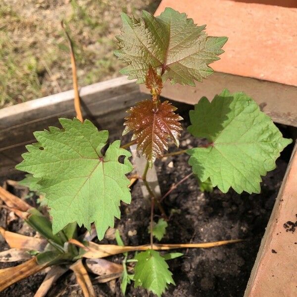 Vitis rotundifolia 葉