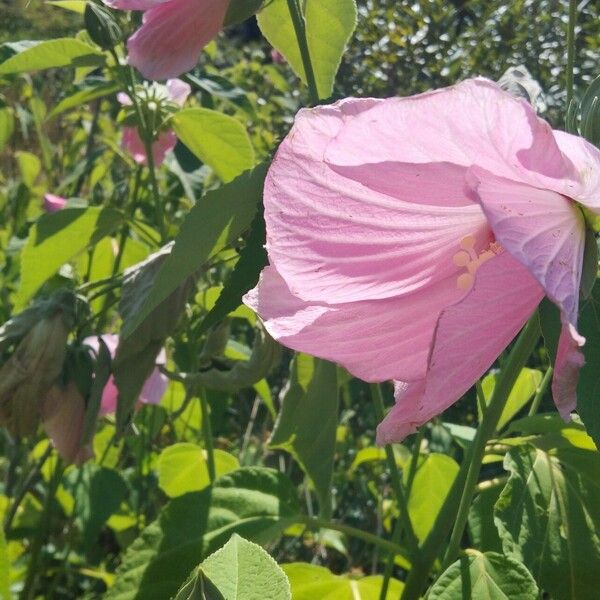 Hibiscus striatus Λουλούδι