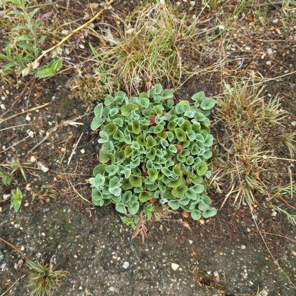 Primula auricula Feuille