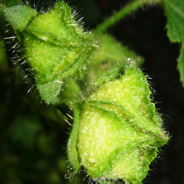 Malva sylvestris Frucht