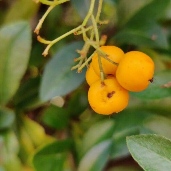 Pyracantha crenulata Frucht