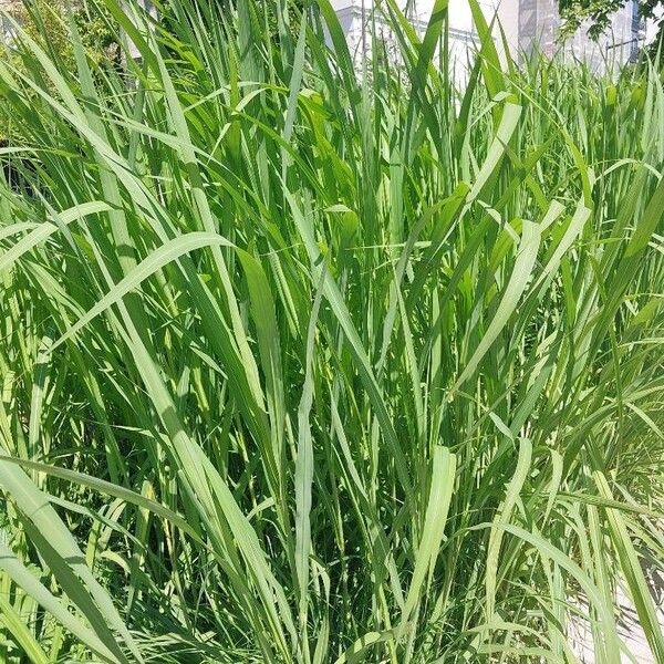 Miscanthus × longiberbis Deilen