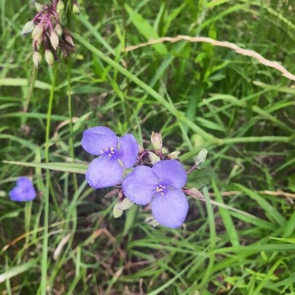 Tradescantia ohiensis फूल