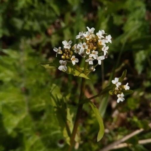 Calepina irregularis Flor