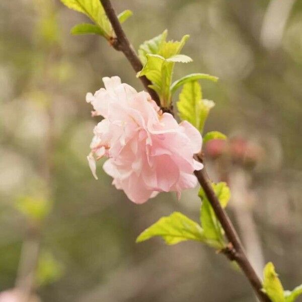 Prunus triloba Flor