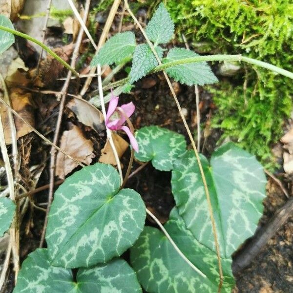 Cyclamen purpurascens Flower