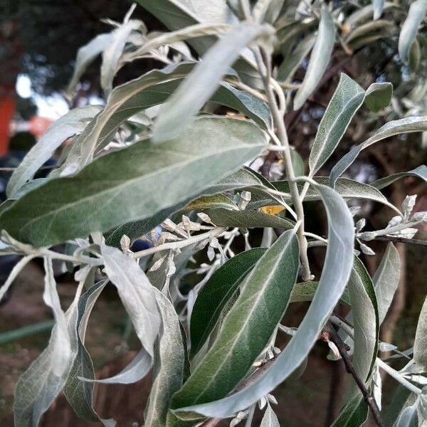 Elaeagnus angustifolia 叶