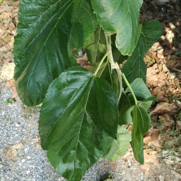 Morus alba Leaf