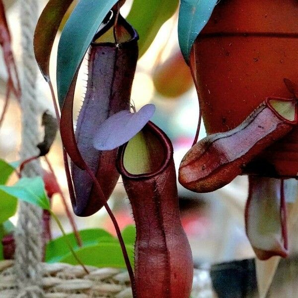 Nepenthes alata Blüte