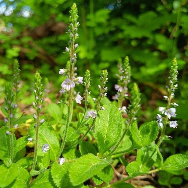 Veronica officinalis Virág