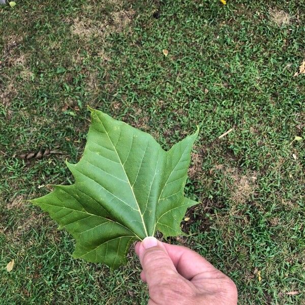 Platanus occidentalis Blad