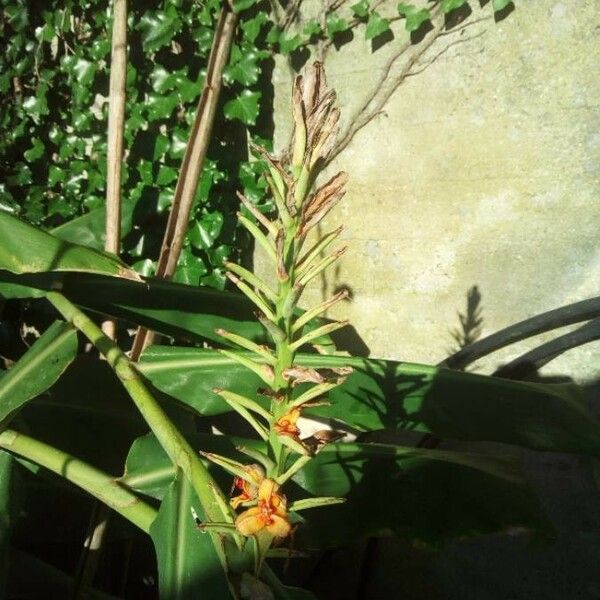 Hedychium coccineum Fruto