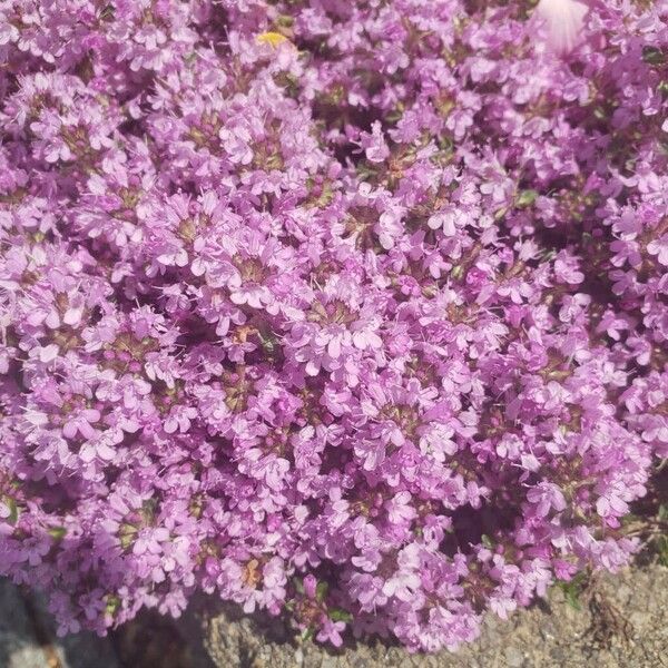 Thymus praecox Flower