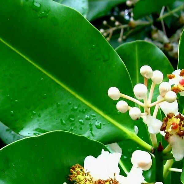 Calophyllum inophyllum Blüte