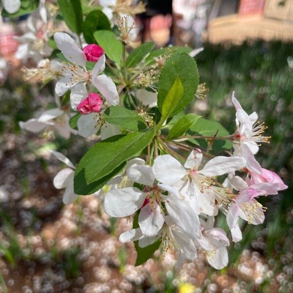 Malus spectabilis Λουλούδι