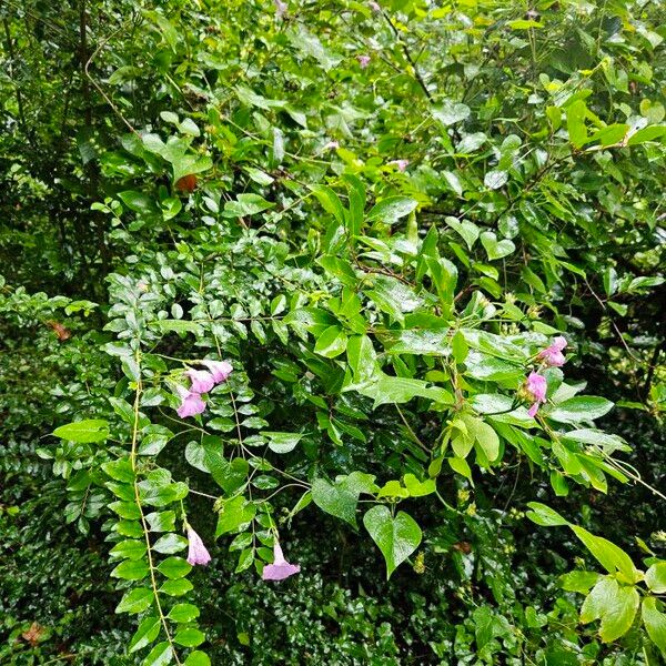 Ipomoea cordatotriloba Habit