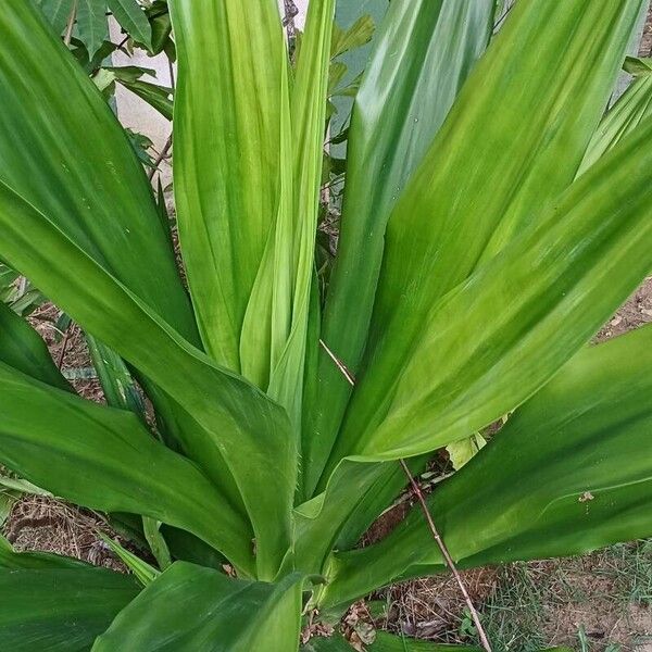 Furcraea foetida Folio