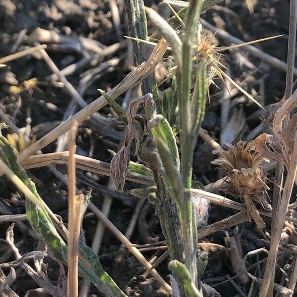 Centaurea solstitialis Leaf