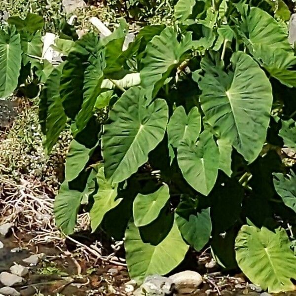 Colocasia esculenta Лист